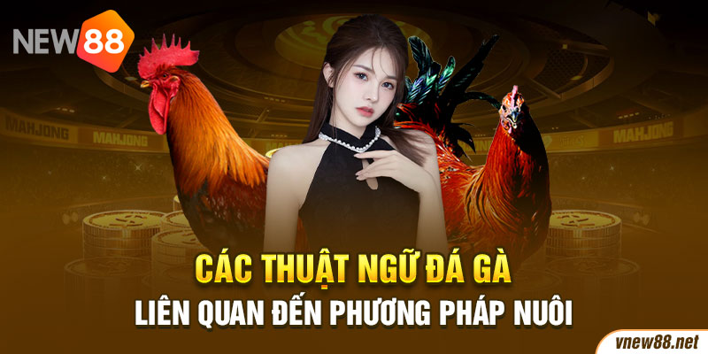 Các thuật ngữ đá gà liên quan đến phương pháp nuôi